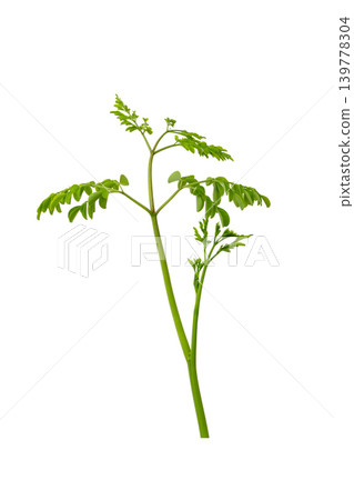 Bunch of green moringa oleifera herbal branches for superfood and healthy lifestyle element. 139778304