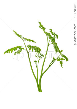 Bunch of green moringa oleifera herbal branches for superfood and healthy lifestyle element. 139778306