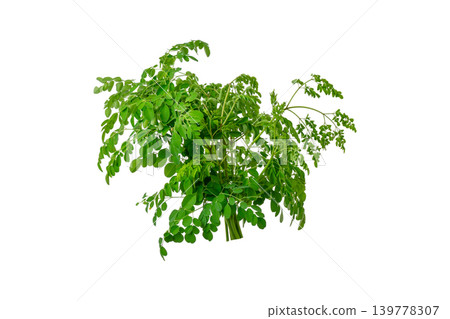 Bunch of green moringa oleifera herbal branches for superfood and healthy lifestyle element. 139778307