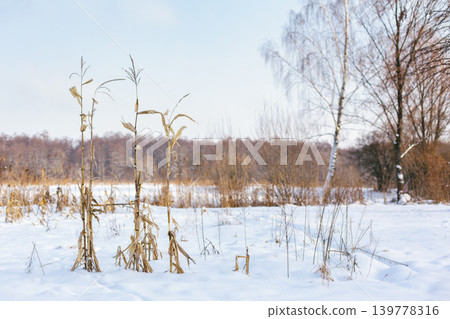 Winter landscape with dry plants and falling snow. 139778316