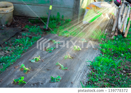 Gardener is watering young strawberry in garden using spray nozzle sun is shining in morning. Gardener is watering young strawberry in garden using spray nozzle sun is shining in morning. 139778372