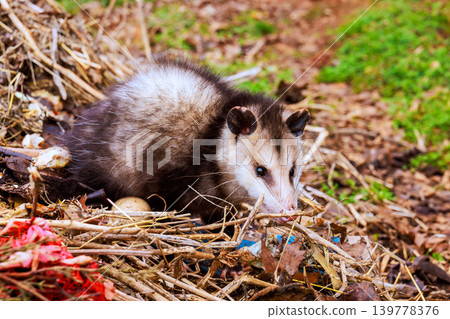 Small opossum searches through debris in garden in afternoon, looking for food among plants. Small opossum searches through debris in garden in afternoon, looking for food among plants. 139778376
