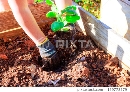 Gardener is placing young eggplant plant into soil in garden sun is shining, soil is dark damp. Gardener is placing young eggplant plant into soil in garden sun is shining, soil is dark damp. 139778379