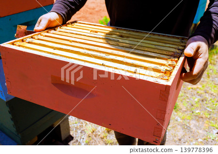 Beekeeper worker checks beehive frame outside in spring, observing bees while ensuring hive health activity. Beekeeper worker checks beehive frame outside in spring, observing bees while ensuring hive health activity. 139778396