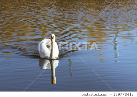 Swan moves through still water, creating ripples while reflecting sky trees around it during midday. Swan moves through still water, creating ripples while reflecting sky trees around it during midday. 139778412
