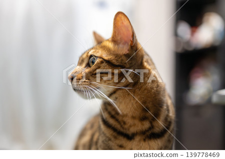 Domestic cat Bengal cat Domestic cat Bengal cat 139778469