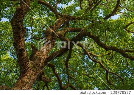 Tokyo, Japan - Oct 01 2024, panoramic view of crown of a spreading tree from below, with sunbeams and blue sky filtering through foliage, in a garden on grounds of Tokyo Imperial Palace, Tokyo, Japan Tokyo, Japan - Oct 01 2024, panoramic view of crown of a spreading tree from below, with sunbeams and blue sky filtering through foliage, in a garden on grounds of Tokyo Imperial Palace, Tokyo, Japan 139778557