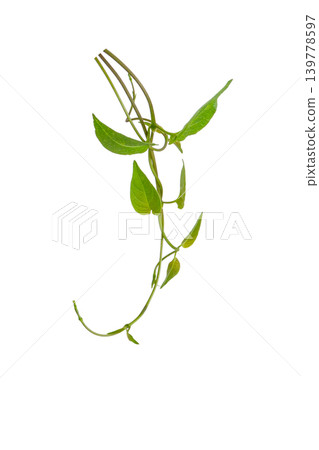 Creeping skunkvine branch with heart-shaped leaves and alpha channel for botanical design. Creeping skunkvine branch with heart-shaped leaves and alpha channel for botanical design. 139778597