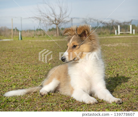 Shetland Sheepdog in club Shetland Sheepdog in club 139778607