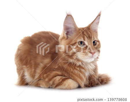 maine coon kitten 139778608