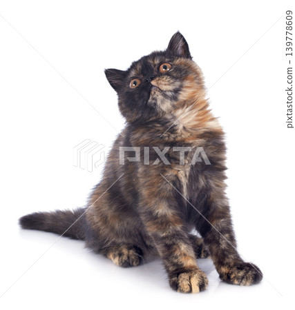 Exotic Shorthair kitten Exotic Shorthair kitten 139778609