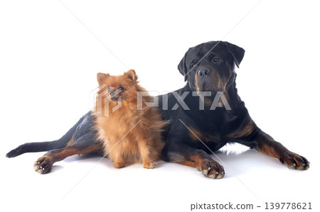 rottweiler and spitz 139778621
