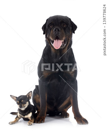 rottweiler and chihuahua rottweiler and chihuahua 139778624