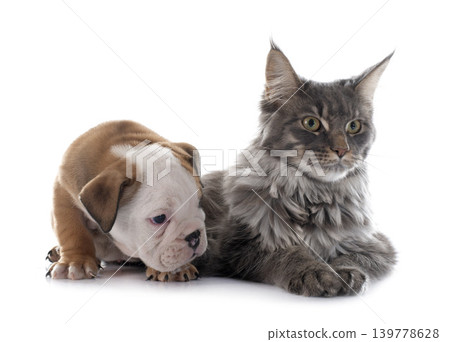 puppy english bulldog and cat 139778628
