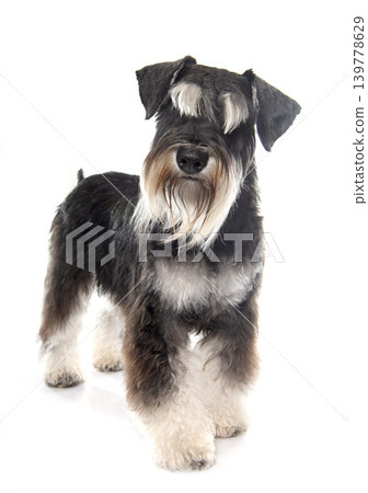 adult miniature schnauzer 139778629