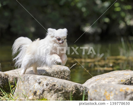 chihuahua in nature chihuahua in nature 139778630