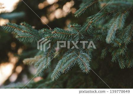 Fluffy branches of a spruce or fir-tres. Christmas wallpaper or postcard concept. Fluffy branches of a spruce or fir-tres. Christmas wallpaper or postcard concept. 139778649