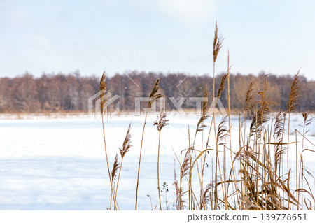Winter landscape with reeds and falling snow. Winter landscape with reeds and falling snow. 139778651