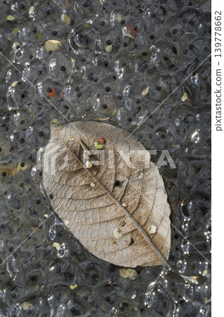 Frog Spawn as background Close Up - stock photo 139778662