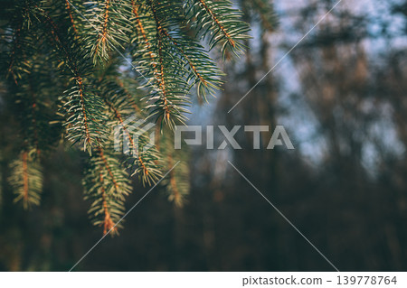 Fluffy branches of a spruce or fir-tree in the forest on a sunny day. Close-up. Selective focus. Fluffy branches of a spruce or fir-tree in the forest on a sunny day. Close-up. Selective focus. 139778764