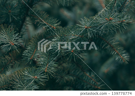 Fluffy branches of a spruce or fir-tree. Christmas wallpaper or postcard concept. Fluffy branches of a spruce or fir-tree. Christmas wallpaper or postcard concept. 139778774