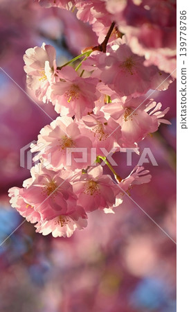 Floral Spring Blossom Background Pink Blooming Flowers Floral Spring Blossom Background Pink Blooming Flowers 139778786