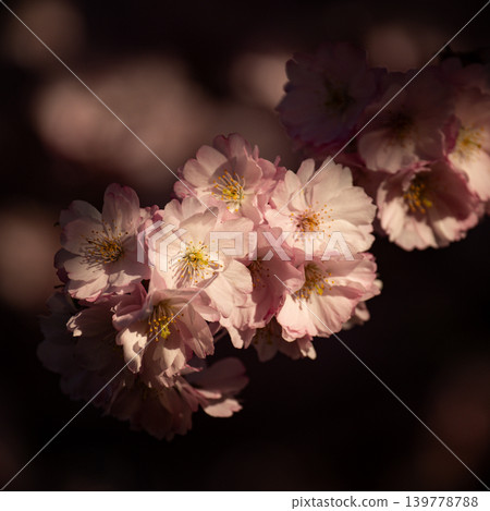 Floral Spring Blossom Background Pink Blooming Flowers Floral Spring Blossom Background Pink Blooming Flowers 139778788