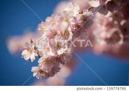Floral Spring Blossom Background Pink Blooming Flowers Floral Spring Blossom Background Pink Blooming Flowers 139778790