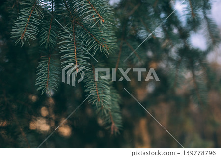 Fluffy branches of a spruce or fir-tree. Christmas wallpaper or postcard concept. Fluffy branches of a spruce or fir-tree. Christmas wallpaper or postcard concept. 139778796