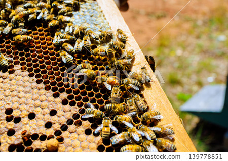 Bees gather around honeycomb in beehive in garden 139778851