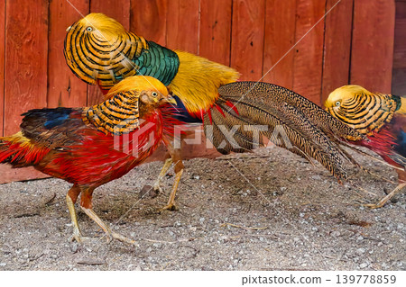 Three birds with bright feathers move around in a zoo setting. They are seen exploring the ground and interacting with one another in a vibrant environment Three birds with bright feathers move around in a zoo setting. They are seen exploring the ground and interacting with one another in a vibrant environment 139778859