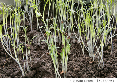 Small plants grow from rich brown soil in a garden under sunlight. The seedlings reach towards the light, stretching for growth and nourishment Small plants grow from rich brown soil in a garden under sunlight. The seedlings reach towards the light, stretching for growth and nourishment 139778864
