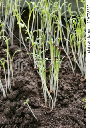 Seedlings rise from dark soil in a garden. The plants stretch toward the light, showing fresh growth during the spring season in a greenhouse area 139778865