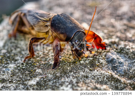 A cricket is exploring a rocky surface under natural light. The creature shows detailed features and textures while it moves around its environment A cricket is exploring a rocky surface under natural light. The creature shows detailed features and textures while it moves around its environment 139778894