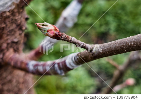 Buds are appearing on tree branches in a garden. The scene shows the beginning of spring with green leaves and warm sunlight during the afternoon hours 139778904