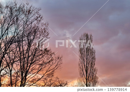 Trees stand against a colorful sky during sunset in a park. The scene shows evening light and a mix of clouds that create different colors Trees stand against a colorful sky during sunset in a park. The scene shows evening light and a mix of clouds that create different colors 139778914