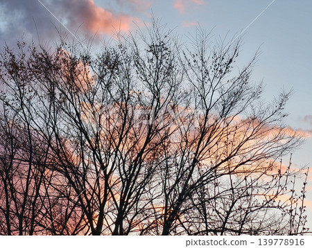 Branches of a tree fill the frame as the sun sets, creating a backdrop of pink and purple clouds in the evening sky Branches of a tree fill the frame as the sun sets, creating a backdrop of pink and purple clouds in the evening sky 139778916