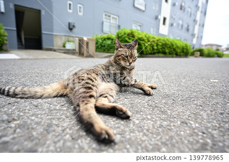 A tabby cat lying on the road A tabby cat lying on the road 139778965