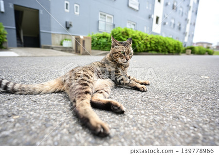 A tabby cat lying on the road A tabby cat lying on the road 139778966