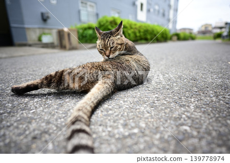 A tabby cat lying on the road A tabby cat lying on the road 139778974
