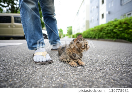 Kijitra cat taking a walk Kijitra cat taking a walk 139778981