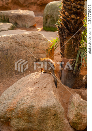 banded mongoose on rock in zoo habitat african wildlife animal 139778991