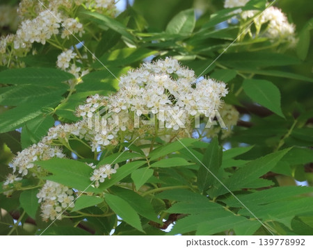 初夏盛開的白色花楸花 139778992