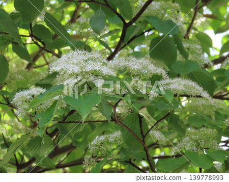 初夏盛開的白色花楸花 139778993