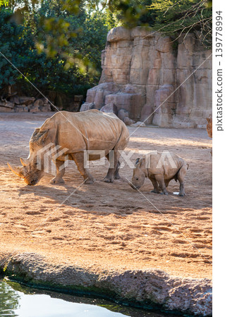 white rhinoceros mother with calf in zoo enclosure african wildlife white rhinoceros mother with calf in zoo enclosure african wildlife 139778994