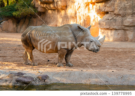 white rhinoceros standing in zoo enclosure african wildlife animal 139778995