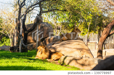 lion and lioness resting on rocks in zoo enclosure with green grass and trees lion and lioness resting on rocks in zoo enclosure with green grass and trees 139778997