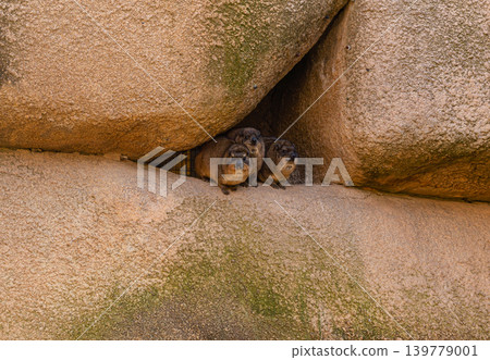 rock hyrax family hiding between large stones in natural rocky habitat 139779001
