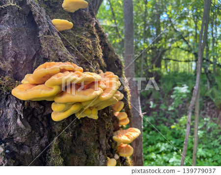 Vibrant orange shelf mushrooms growing on weathered tree trunk in deep green forest habitat Vibrant orange shelf mushrooms growing on weathered tree trunk in deep green forest habitat 139779037