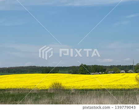 Bright yellow rapeseed field under dramatic cloudy sky in peaceful rural countryside landscape Bright yellow rapeseed field under dramatic cloudy sky in peaceful rural countryside landscape 139779043